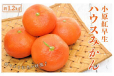 小原紅早生 ハウスみかん 約1.2kg ( 10～18玉 )｜みかん