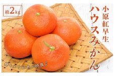 小原紅早生 ハウスみかん 約2kg ( 18～30玉 )｜みかん