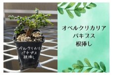 オペルクリカリアパキプス根挿し株 1本
