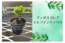 ディオスコレアエレファンティペス実生株 1本