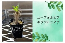 ユーフォルビアギラウミニアナ実生株 1本