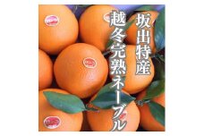 越冬完熟袋掛けネーブル 約5kg （15〜20個入り）