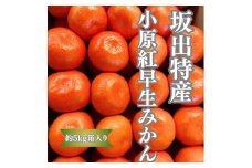 坂出特産　小原紅早生みかん約5kg(約50個） MまたはLサイズ