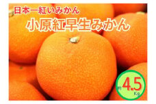 小原紅早生みかん（露地）約4.5kg