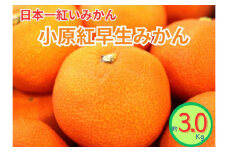小原紅早生みかん（露地）約3.0kg