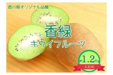 ＜先行受付　2025年発送＞香緑　キウイフルーツ　約1.2kg（化粧箱）
