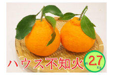 ハウス不知火　約2.7kg