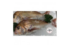 【お歳暮ギフト】天然真鯛 刺身用　１尾（4～5人前）