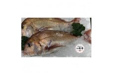 【お歳暮ギフト】天然真鯛 刺身用　１尾（4～5人前）
