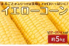 ＜2026年6月中旬以降発送・先行予約＞とうもろこし イエローコーン 約4.5kg ( 12 ～ 20本 )