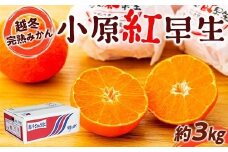 越冬完熟みかん（小原紅早生）約3kg｜フルーツ 果物 くだもの 蜜柑 みかん 早生 食品 さぬき 坂出市 人気 おすすめ 送料無料