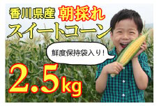 【先行予約受付開始！】2026年産　善通寺市産 スイートコーン 2.5kg（鮮度保持袋入り）　（2026年6月頃から発送開始予定）