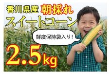 【先行予約受付開始！】2026年産　善通寺市産 スイートコーン 2.5kg（鮮度保持袋入り）　（2026年6月頃から発送開始予定）