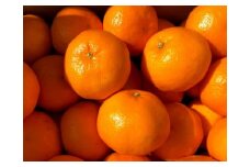 予約受付！三原農園「はるみ」 約５kg
