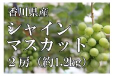 〈予約受付〉2026年産　香川県産シャインマスカット２房【２０２６年８月中旬以降発送予定！】