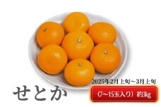 《とろける美味》 せとか 約3kg 甘い みかん （ お取り寄せ おすすめ 美味しい せとかみかん せとかふるさと納税 季節限定 柑橘 蜜柑 かんきつ フルーツ 青果 果物 くだもの 贈り物 特産品 ）