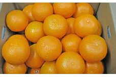清見　約10kg