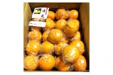 貯蔵清見 約8kg