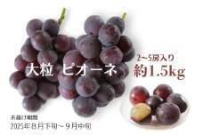 大粒 ピオーネ 約1.5kg ぶどう  フルーツ 果物 