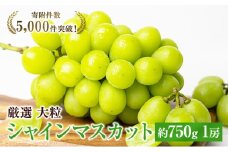 大粒 特選 大房シャインマスカット 約750g 1房 ぶどう 果物 フルーツ 種なし 