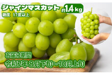 《鮮度抜群》シャインマスカット 約1.4kg 2～4房入り ぶどう 香川県産 種なし 果物 葡萄 フルーツ 甘い 送料無料 冷蔵 期間限定 年内発送 おいしい 高評価 採れたて 産地厳選 大人気 産直 