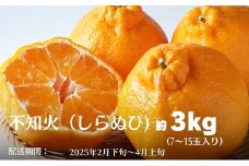 不知火（しらぬひ）約3kg