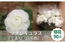 ラナンキュラス「てまり（白系色）」切花50本