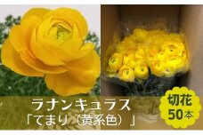 ラナンキュラス「てまり（黄系色）」切花50本