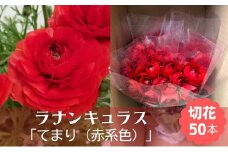 ラナンキュラス「てまり（赤系色）」切花50本