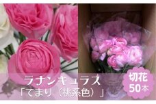 ラナンキュラス「てまり（桃系色）」切花50本