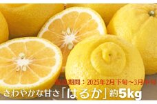 さわやかな甘さ「はるか」約5kg