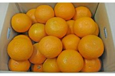清見　約10kg ［温州みかんの甘味とオレンジの香り］