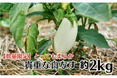 【数量限定】とっても柔らか　貴重な白なす　約2kg 茄子 野菜 野菜セット 
