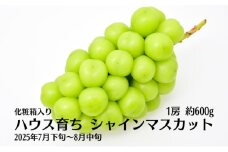 ハウス育ち シャインマスカット約600ｇ　1房化粧箱入り 果物類 フルーツ 果物 ぶどう 葡萄 約600g 