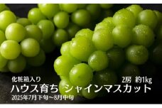 ハウス育ち シャインマスカット約１kg　2房化粧箱入り 果物類 フルーツ 果物 ぶどう 葡萄 約1kg 