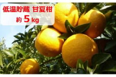 低温貯蔵　甘夏柑　約5kg 果物類 柑橘類 フルーツ みかん ミカン 