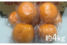 貯蔵 清見 約4kg