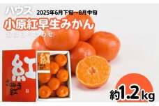 ハウス 小原紅早生 みかん 約1.2kg化粧箱 果物類 柑橘類 フルーツ 