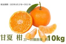 甘夏 柑 約10kg