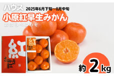 ハウス 小原紅早生 みかん 約2kg化粧箱 果物類 柑橘類 フルーツ 