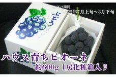 ハウス育ち ピオーネ 約600g 1房化粧箱入り 果物 ぶどう ブドウ フルーツ 