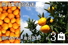2025年秋よりお届け 農園直送 高糖度温州みかん（由良早生）約3kg 果物類 柑橘類 ミカン フルーツ 