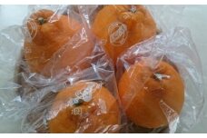 低温貯蔵 ハウス 不知火　約3kg