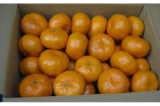 新品種みかん「西南のひかり」約5kg