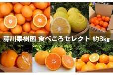 フジカワ果樹園スタッフの目利きセレクト！彩り中晩柑　約3kg 果物類 みかん 柑橘類 フルーツ 