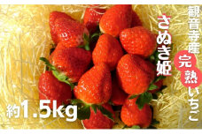 数量限定　苺狩りの食味をお届け！観音寺産完熟いちご（さぬき姫）約1.5kg