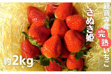数量限定　苺狩りの食味をお届け！観音寺産完熟いちご（さぬき姫）約2kg