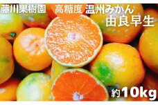 2025年秋よりお届け　高糖度温州みかん（由良早生）約10kg 香川県産 フルーツ 果物類 柑橘類 