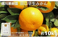 2025年秋よりお届け　田口早生みかん　約10kg 香川県産 フルーツ 果物類 柑橘類 