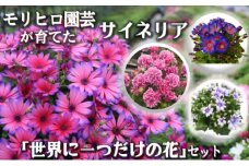 モリヒロ園芸が育てたサイネリア「世界に一つだけの花」セット